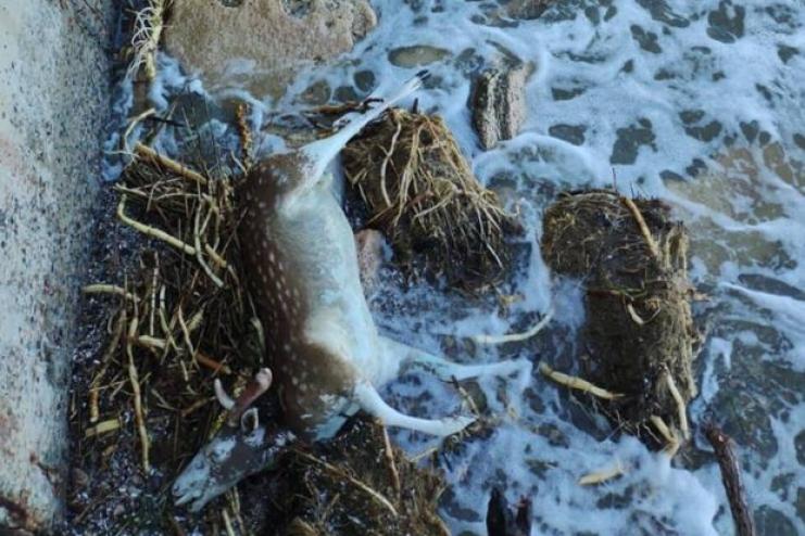 Сальмонеллу та збудники кишкових інфекцій виявили у воді на Одещині (відео)